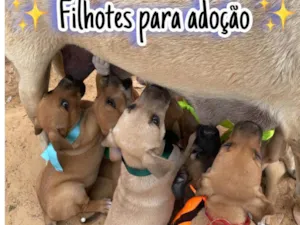 Cachorro raça SRD-ViraLata idade 2 a 6 meses nome Sem nome