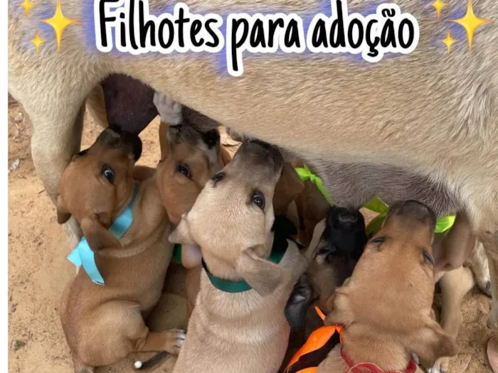 Cachorro ra a SRD-ViraLata idade 2 a 6 meses nome Sem nome