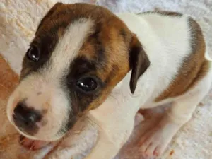 Cachorro raça SRD-ViraLata idade Abaixo de 2 meses nome BRANQUINHO