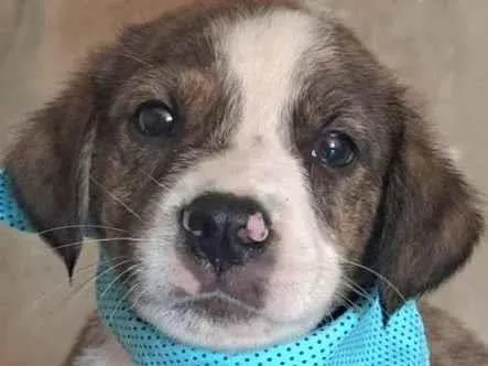 Cachorro raça SRD-ViraLata idade Abaixo de 2 meses nome Theo