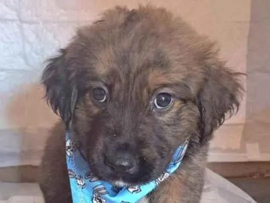 Cachorro raça SRD-ViraLata idade Abaixo de 2 meses nome Dexter