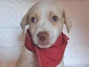 Cachorro raça SRD-ViraLata idade Abaixo de 2 meses nome Jack