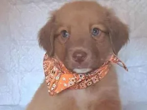 Cachorro raça SRD-ViraLata idade Abaixo de 2 meses nome Rick