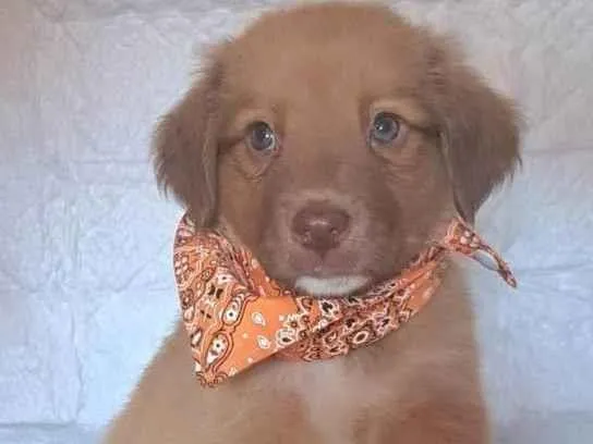 Cachorro raça SRD-ViraLata idade Abaixo de 2 meses nome Rick