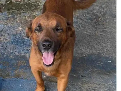 Cachorro raça SRD-ViraLata idade 5 anos nome Big