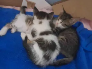 Gato raça SRD-ViraLata idade 2 a 6 meses nome Sem nome