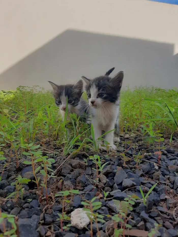 Gato raça SRD-ViraLata idade Abaixo de 2 meses nome Gisele e Damom