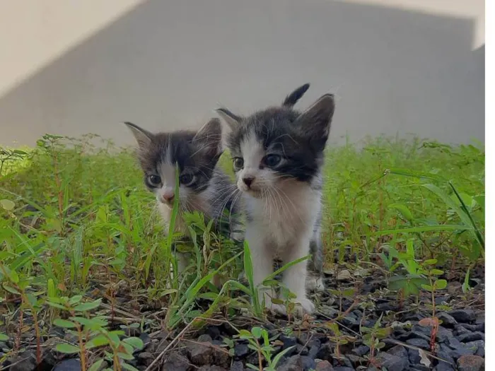 Gato raça SRD-ViraLata idade Abaixo de 2 meses nome Gisele e Damom