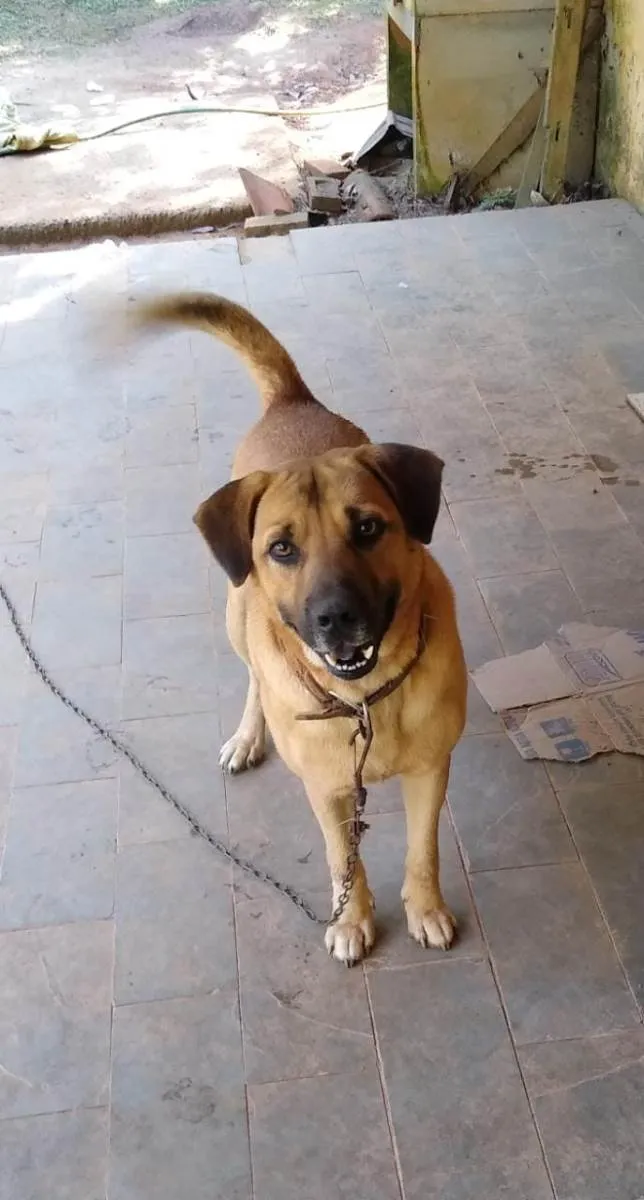 Cachorro ra a SRD-ViraLata idade 6 ou mais anos nome Zeus