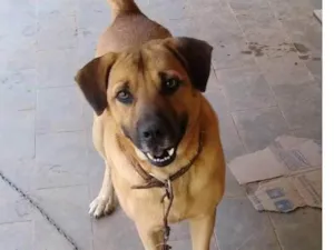 Cachorro raça SRD-ViraLata idade 6 ou mais anos nome Zeus