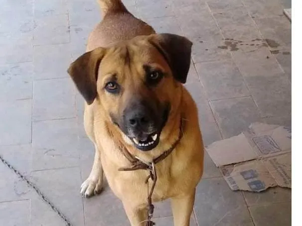 Cachorro ra a SRD-ViraLata idade 6 ou mais anos nome Zeus