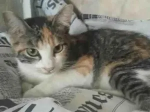 Gato raça SRD-ViraLata idade Abaixo de 2 meses nome Vanessa 