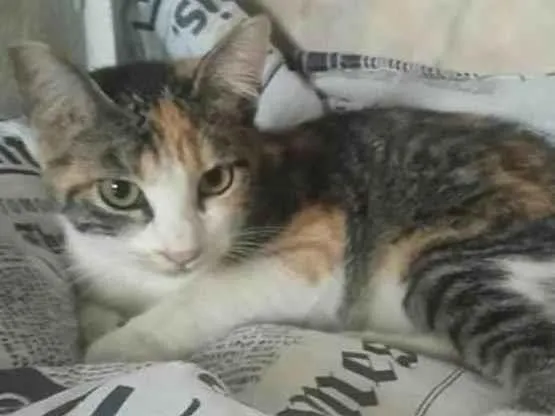 Gato ra a SRD-ViraLata idade Abaixo de 2 meses nome Vanessa 