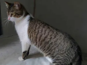 Gato raça SRD-ViraLata idade 7 a 11 meses nome Orion