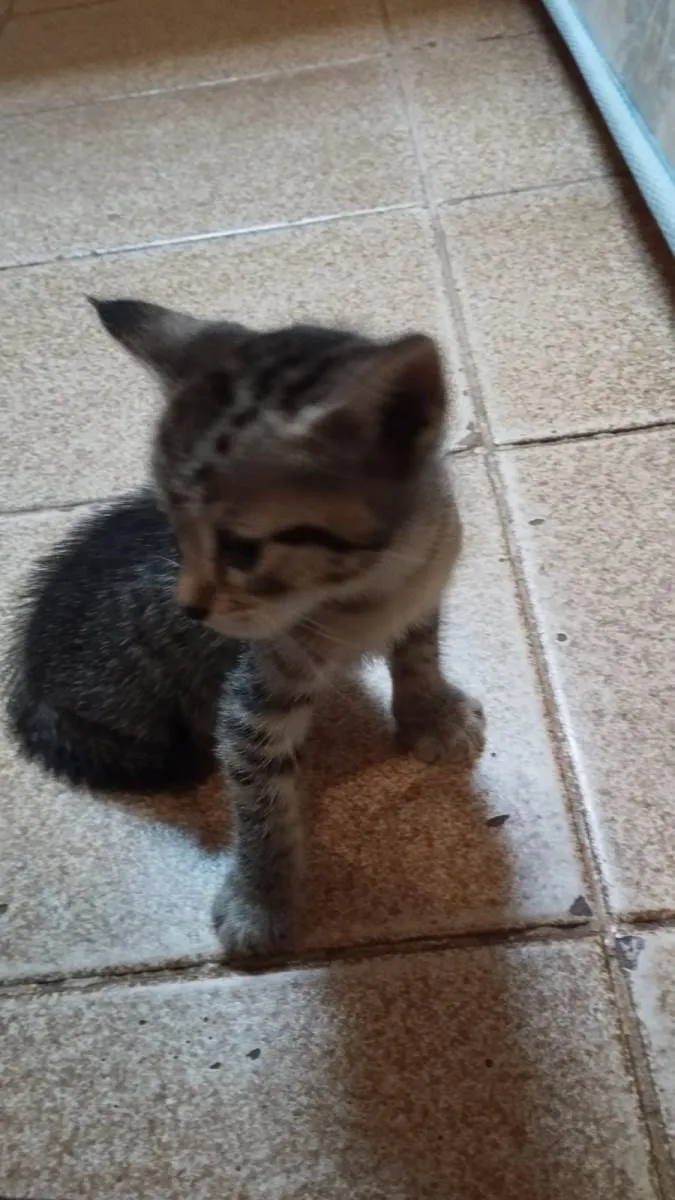 Gato raça SRD-ViraLata idade Abaixo de 2 meses nome Pitoco