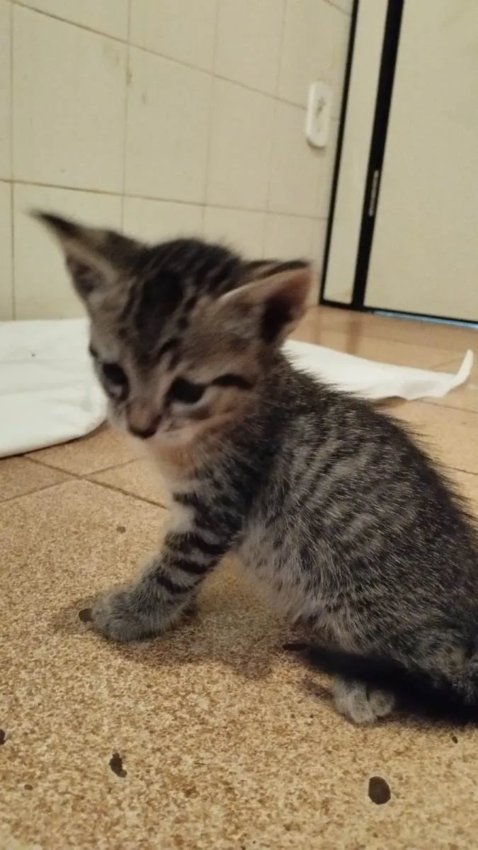 Gato raça SRD-ViraLata idade Abaixo de 2 meses nome Pitoco