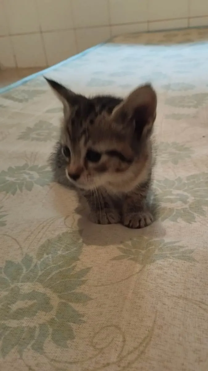 Gato raça SRD-ViraLata idade Abaixo de 2 meses nome Pitoco