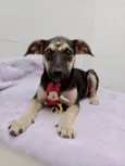 Cachorro raça Srd idade 2 a 6 meses nome Filhotes cães 