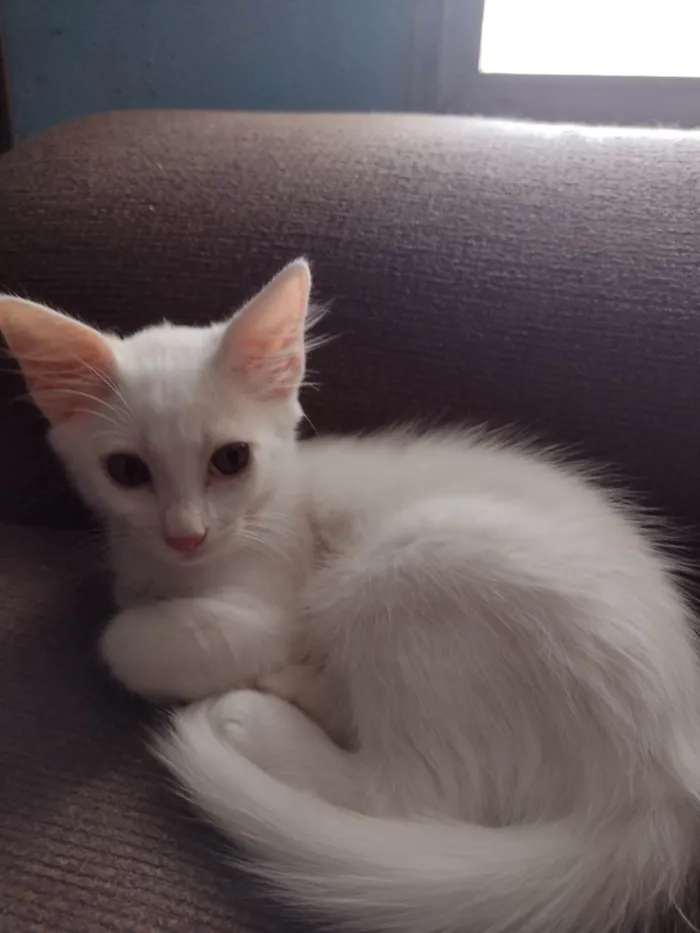 Gato ra a  idade 2 a 6 meses nome Mimo