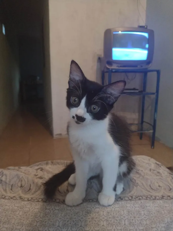 Gato ra a  idade 2 a 6 meses nome Mimo