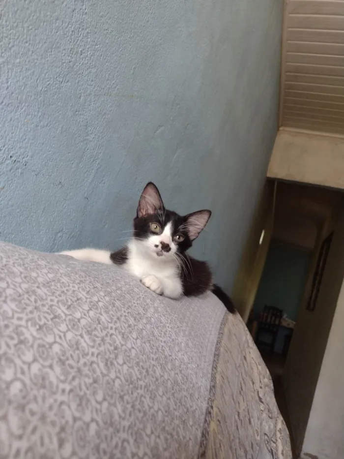 Gato ra a  idade 2 a 6 meses nome Mimo