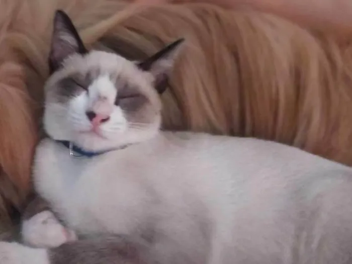 Gato ra a Raça não definida idade 2 a 6 meses nome Dexter