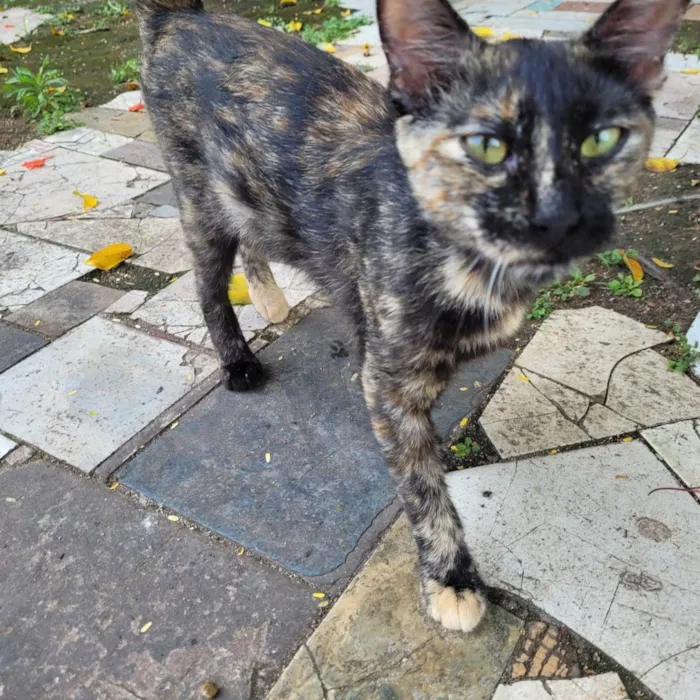 Gato ra a SRD-ViraLata idade 2 a 6 meses nome Maria Flor