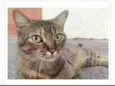 JULLY