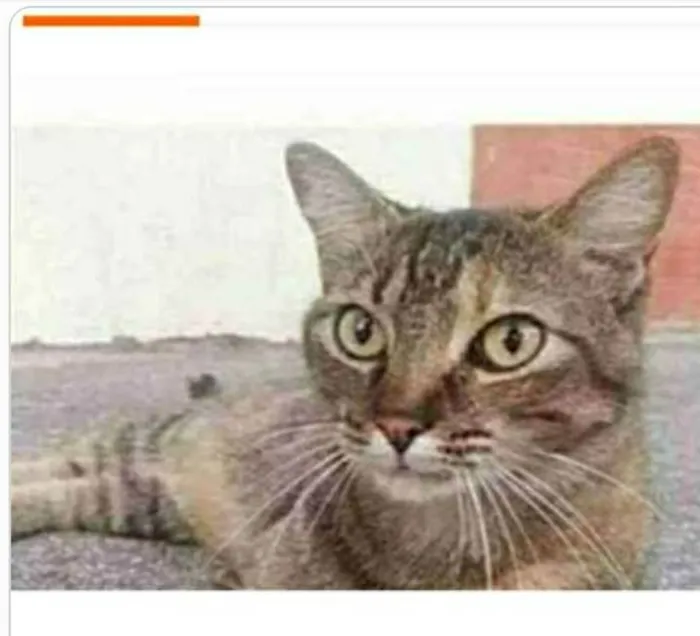Gato ra a srd tigradinha  idade 4 anos nome JULLY 