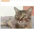 JULLY