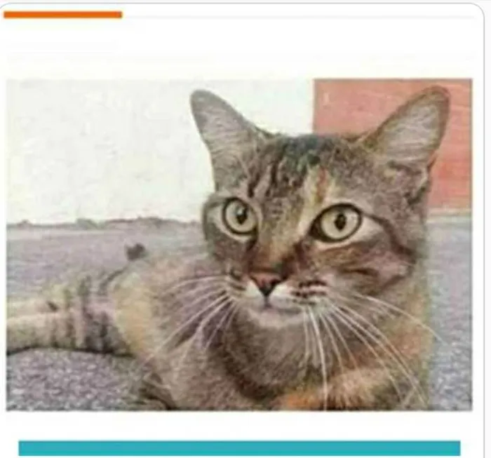 Gato ra a srd tigradinha  idade 4 anos nome JULLY 