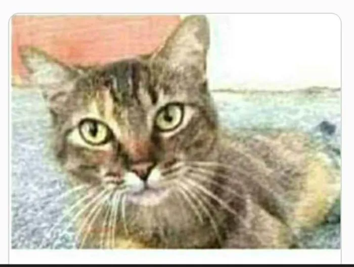 Gato ra a srd tigradinha  idade 4 anos nome JULLY 