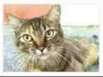 JULLY