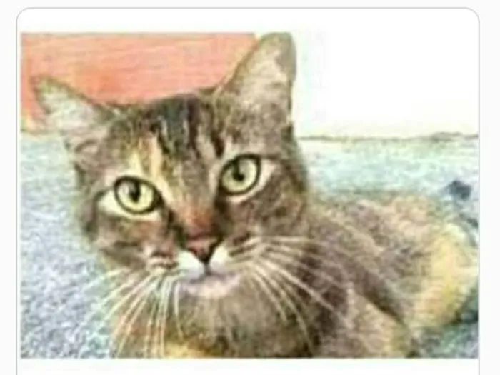Gato ra a srd tigradinha  idade 4 anos nome JULLY 