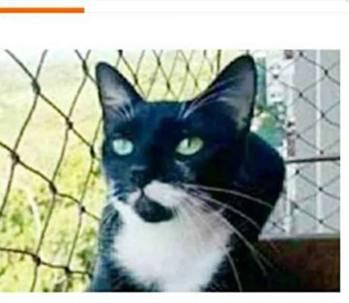 Gato ra a srd frajolinha  idade 1 ano nome ELISA 