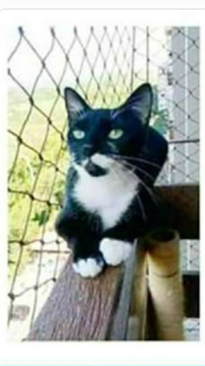 Gato ra a srd frajolinha  idade 1 ano nome ELISA 
