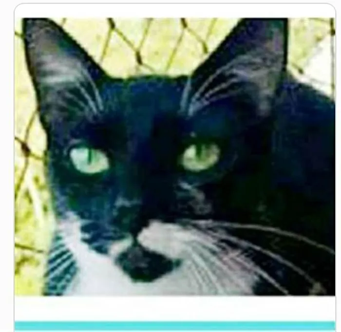 Gato ra a srd frajolinha  idade 1 ano nome ELISA 