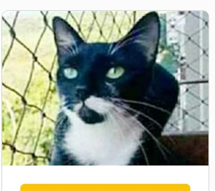 Gato ra a srd frajolinha  idade 1 ano nome ELISA 