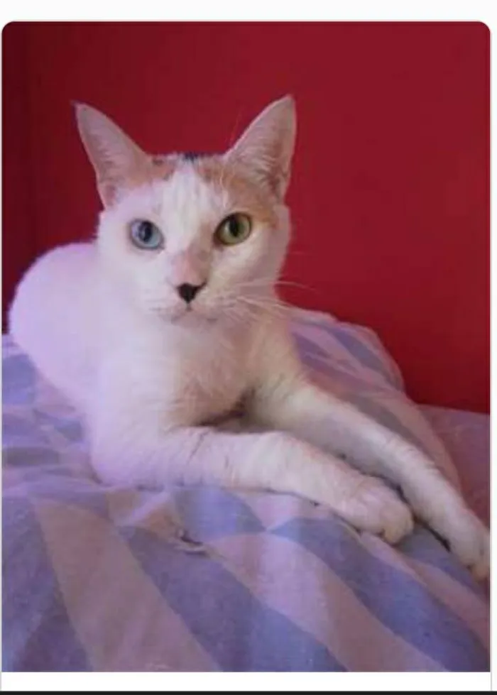 Gato ra a srd tricolor idade 1 ano nome EMMA