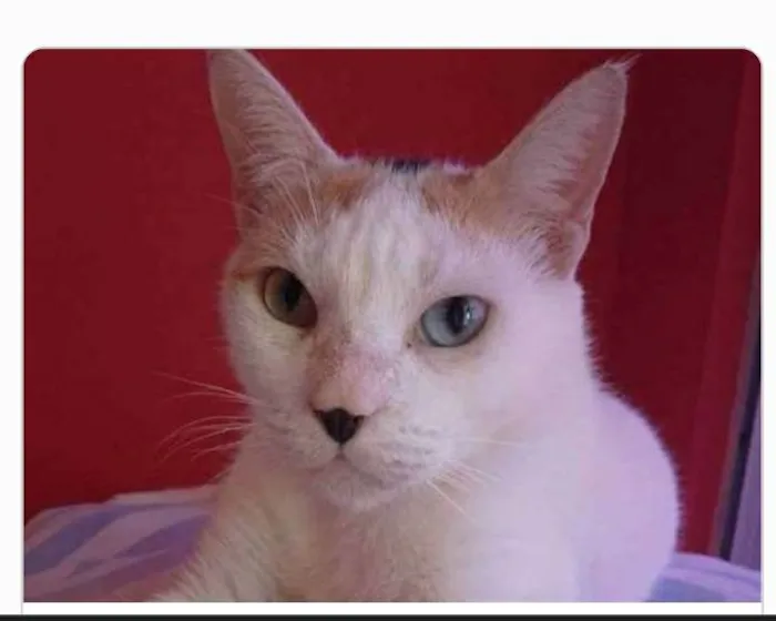 Gato ra a srd tricolor idade 1 ano nome EMMA