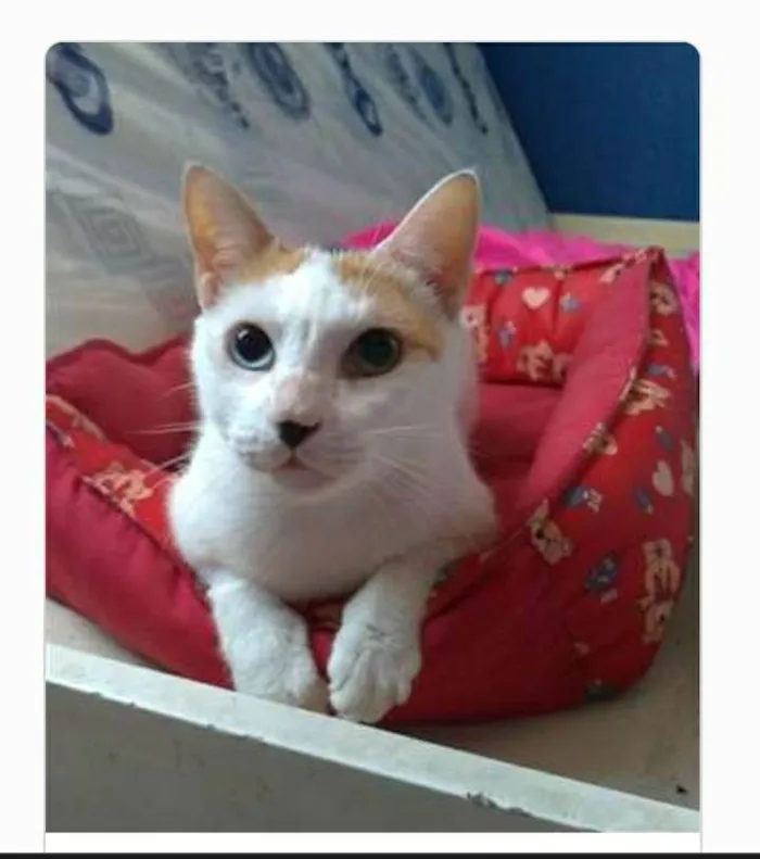 Gato ra a srd tricolor idade 1 ano nome EMMA