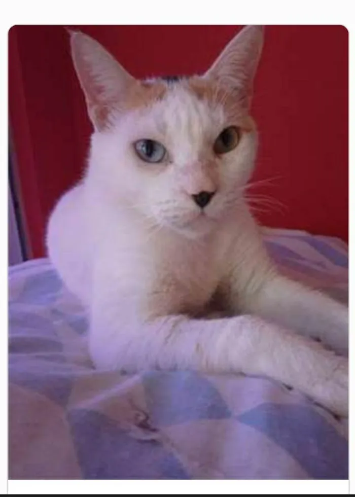 Gato ra a srd tricolor idade 1 ano nome EMMA