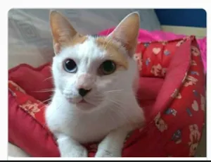 Gato raça srd tricolor idade 1 ano nome EMMA