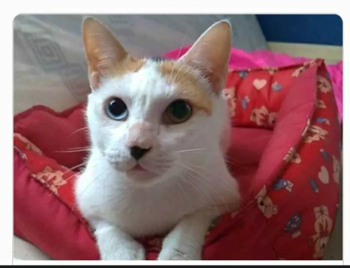 Gato ra a srd tricolor idade 1 ano nome EMMA