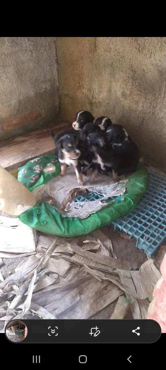 Cachorro ra a SRD-ViraLata idade Abaixo de 2 meses nome Fêmeas 