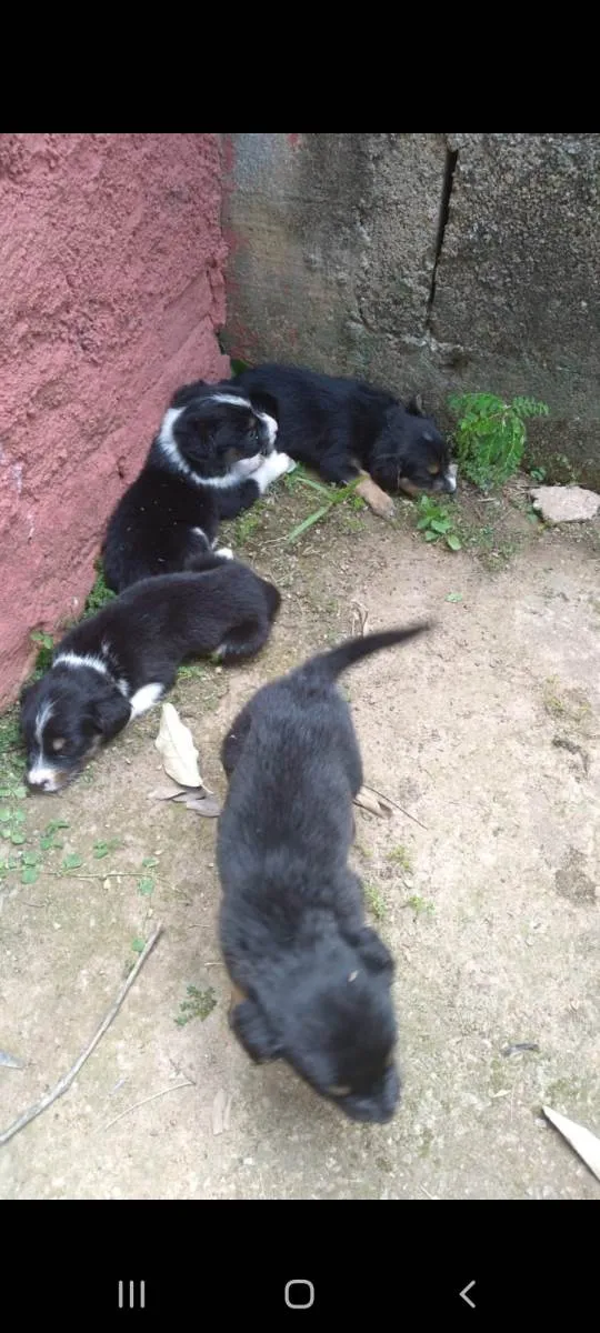 Cachorro ra a SRD-ViraLata idade Abaixo de 2 meses nome Fêmeas 