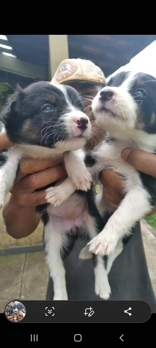 Cachorro ra a SRD-ViraLata idade Abaixo de 2 meses nome Fêmeas 