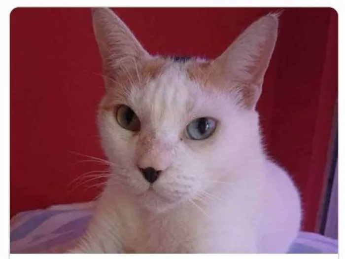Gato ra a srd tricolor idade 1 ano nome EMMA