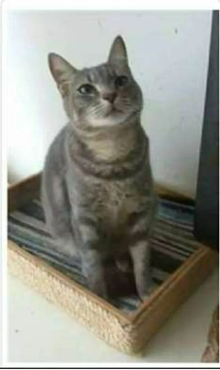 Gato ra a srd tigradinha  idade 1 ano nome ADELLY