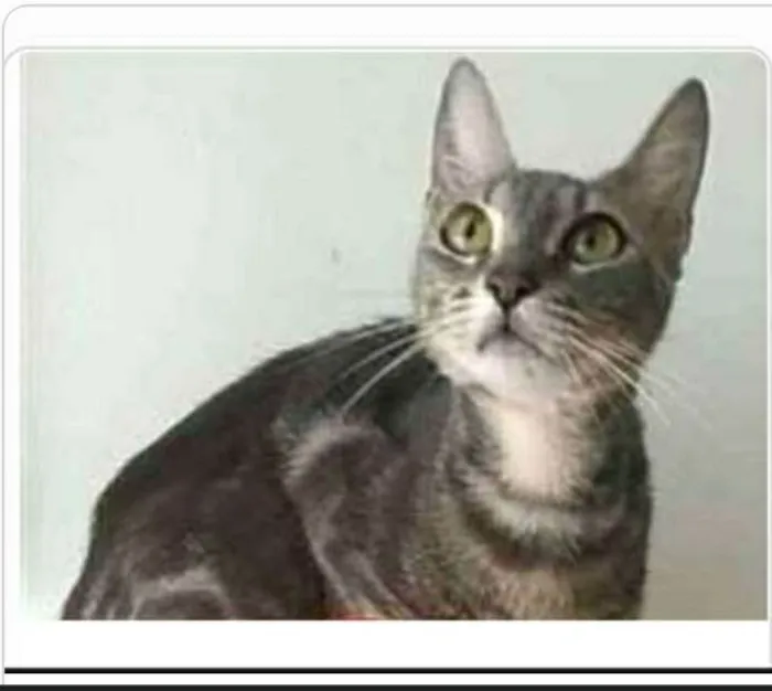 Gato ra a srd tigradinha  idade 1 ano nome ADELLY